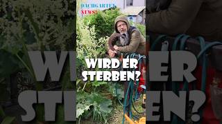 Rhabarber blüht zu früh? Das ist ein Warnsignal #gartentipps #gemüseanbau
