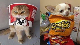 Funniest Cats And Dogs Videos 😍| Try Not To Laugh #38