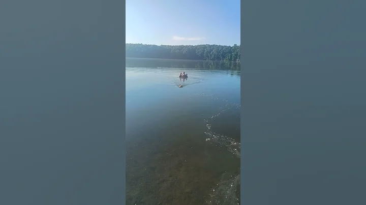 shit head Swimming