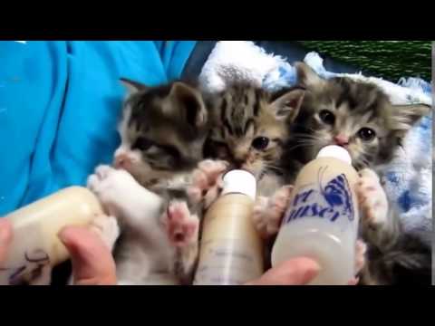 Видео: Шилдэг нойтон муурны хоол