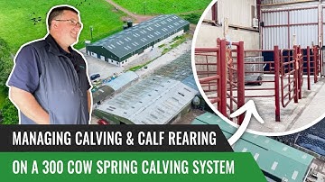 Managing Calving & Calf Rearing on a 300 Cow Spring Calving System