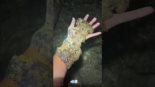 Tide poolin in the high tide ! #fyp#fish#fishing#shorts#ocean#animals#nature##seafood