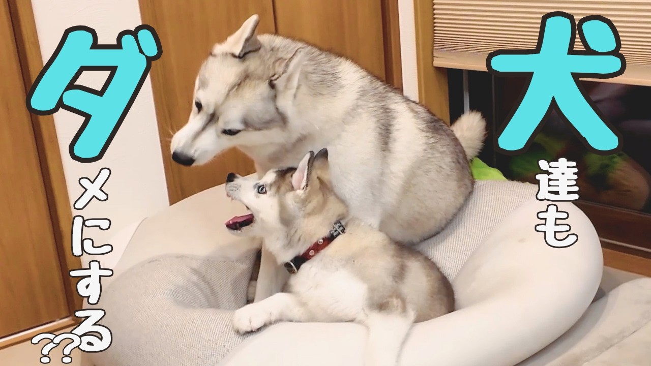 The cushion that makes people lazy can make dogs lazy too The cushion that makes people lazy can make dogs lazy too