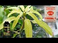 Organic Liquid Fertilizer for Fast Flowering Mango Trees | Best Fertilizer