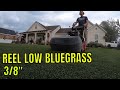 Kentucky Bluegrass Cut to 3/8"  REEL LOW