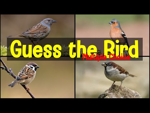 British Bird Calls Multiple Choice Quiz