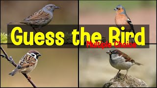 British Bird Calls Multiple Choice Quiz screenshot 3