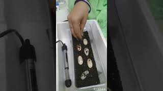 Turtle  Eggs with easy homemade incubator