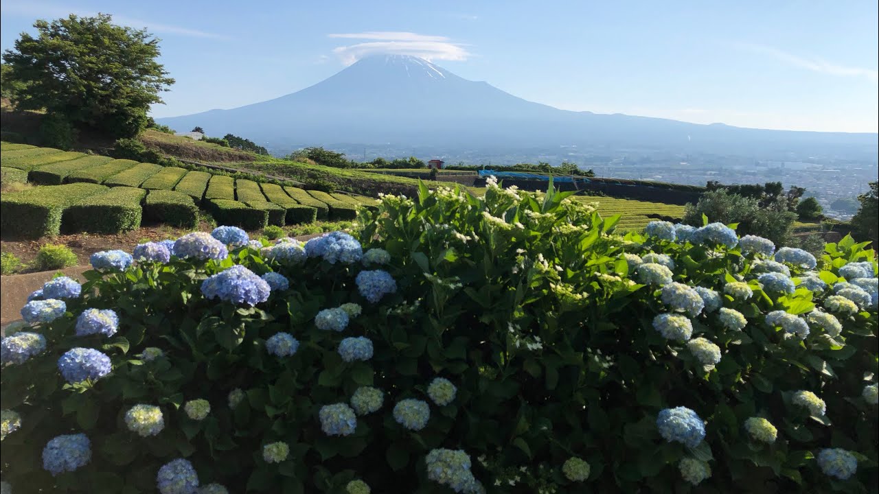笠雲富士山と茶畑越しに咲き始めた紫陽花 アジサイ 春から初夏に Youtube