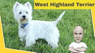 West Highland Terrier, Westy interview with Hannah Nakou and Artin Kasapian and more!