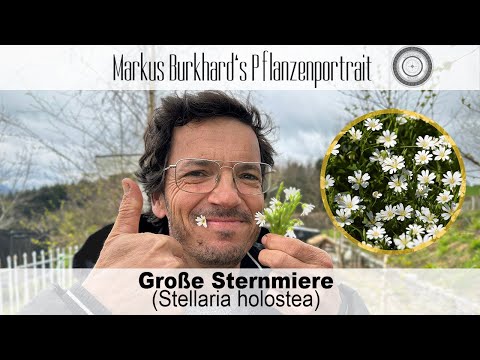 Video: Wie baut man größere Sternmiere an?