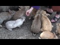 Rabbit Island Japan Bunnies