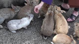 Rabbit Island Japan Bunnies