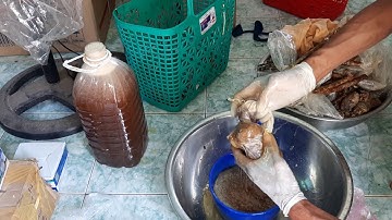 Vắt mật ong ruồi mật ong rừng nguyên chất