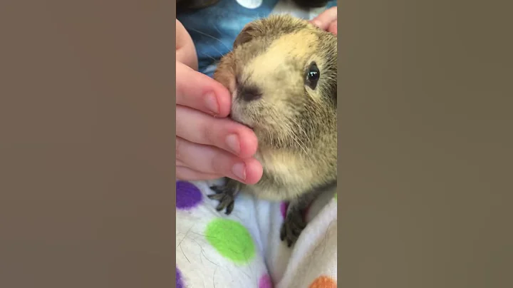 Guinea Pig Kisses