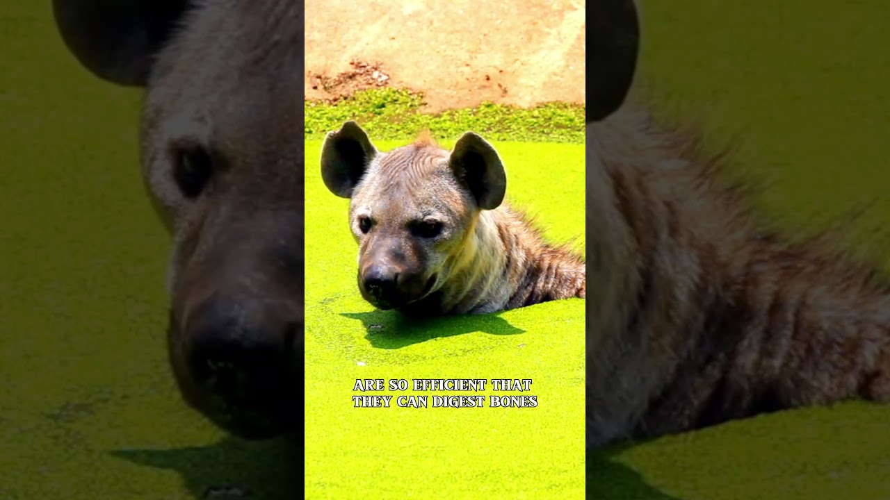 Hyenas  - Dominated by Females