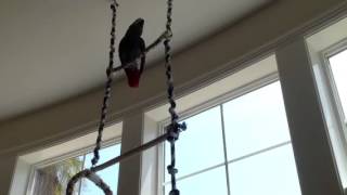 Hilarious Talking African Grey Parrot!!!