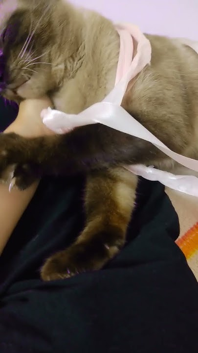 кошатинка ️😁 - YouTube