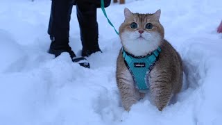 I'm walking in the snow! by Hosico Cat 140,246 views 3 months ago 3 minutes