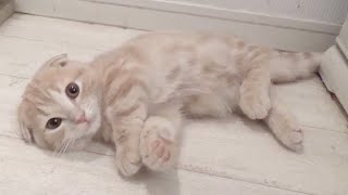 いつまでも赤ちゃんみたいな短足猫が可愛すぎる！ by ねおの猫。短足マンチカンよちひこ 4,791 views 2 years ago 8 minutes, 7 seconds