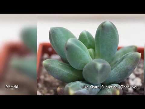 Video: Pachyphytum (Pachyphytum) - An Interesting Succulent For Sunny Premises, Types And Features Of Cultivation