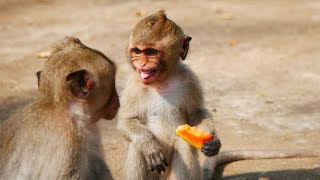 MaMo Monkey comfort them for fear of being snatched her feed.