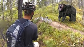 11 Scariest Bear Encounters You Shouldn't Watch Alone