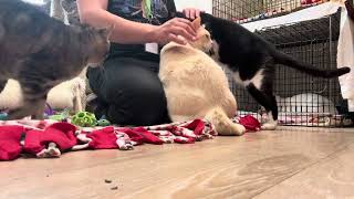 Mobbed By Cats by The Cattery Cat Shelter 83 views 11 days ago 3 minutes, 39 seconds