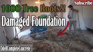 How to Repair a Concrete Foundation, Severe Tree Root Damaged!