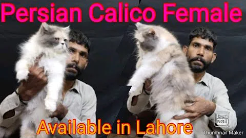 Watch the video about Persian Calico Female Available for sale in Lahore Pakistan