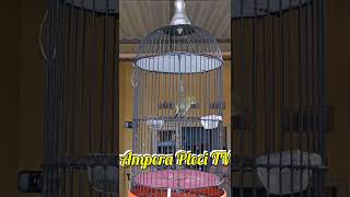 Pleci Nembak Wit Wit || Terapi Pleci Koloni #terapipleci #simulasilombapleci #pleci