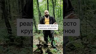 Тактический пень #выживалово #умиралово #лайфхак #выживание #shorts
