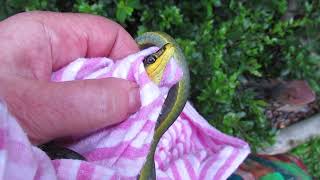 Saturday Creature Feature As Batzilla Wrangles A Tree Snake