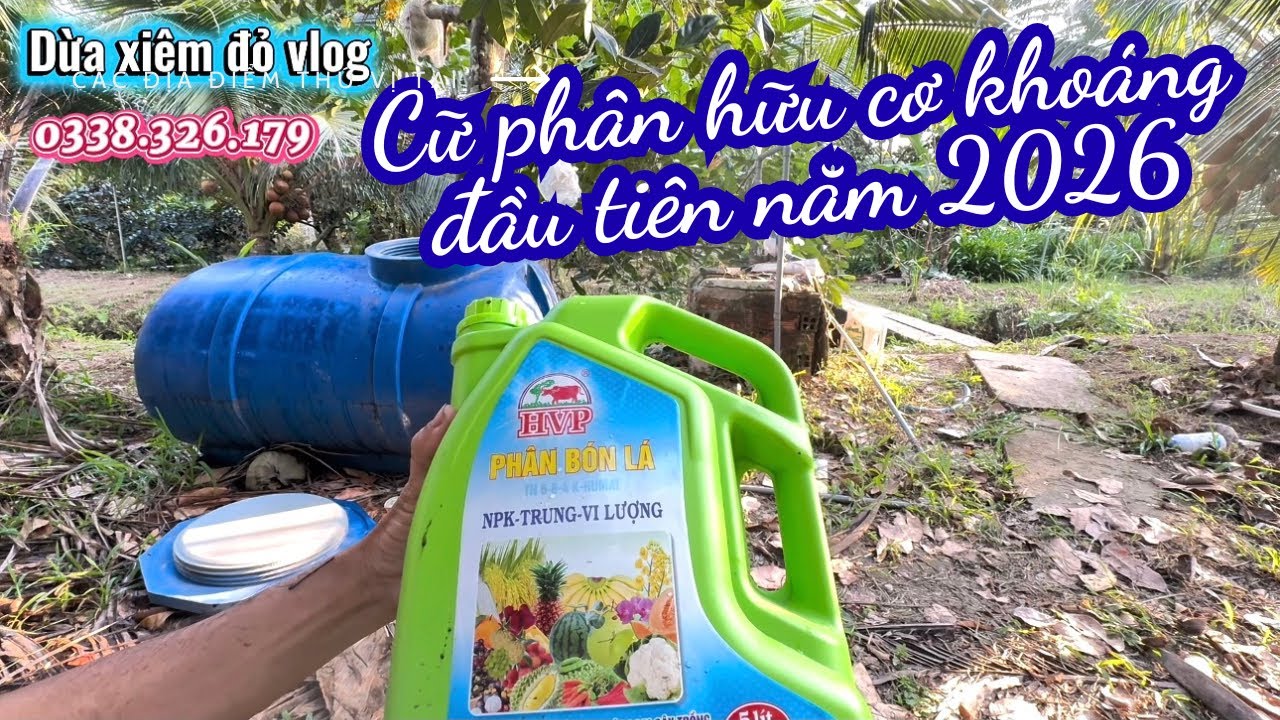 Tưới phân hữu cơ khoáng cho dừa 