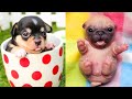 Baby Dogs - Cute and Funny Dog Videos Compilation #51 | Aww Animals