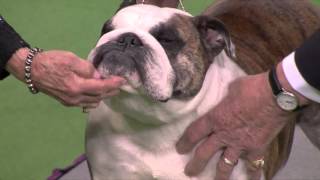 BIS Westminster Kennel Dog Club 2016 FULL HD by Franco Benites 4,042 views 8 years ago 19 minutes