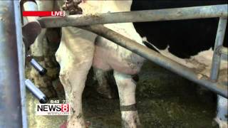 Cow Milking 101 at Maple Leaf Farm in Hebron, CT