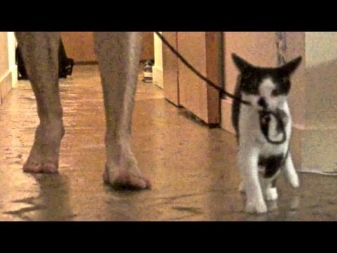 How to walk your human