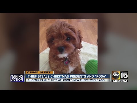 Video: Pet Scoop: Loyal Dog Sticks ar trūkstošo Toddler, nozagto kucēnu mājas Ziemassvētkiem