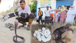 नागिन ने घर में दिये अण्डे, सात दिन की कटडी को डंसा, कुछ देर में मौ#त///स्नेकमैन सतीश (फफडाना)