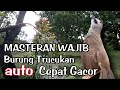 TERAPI TRUCUKAN biar cepat GACOR dengan SUARA AIR || MASTERAN TRUCUK stres & macet bunyi