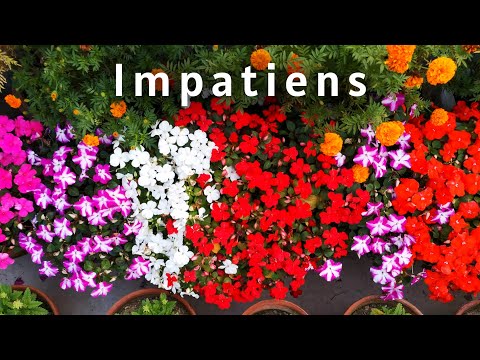 تصویری: Impatiens کوچک گل