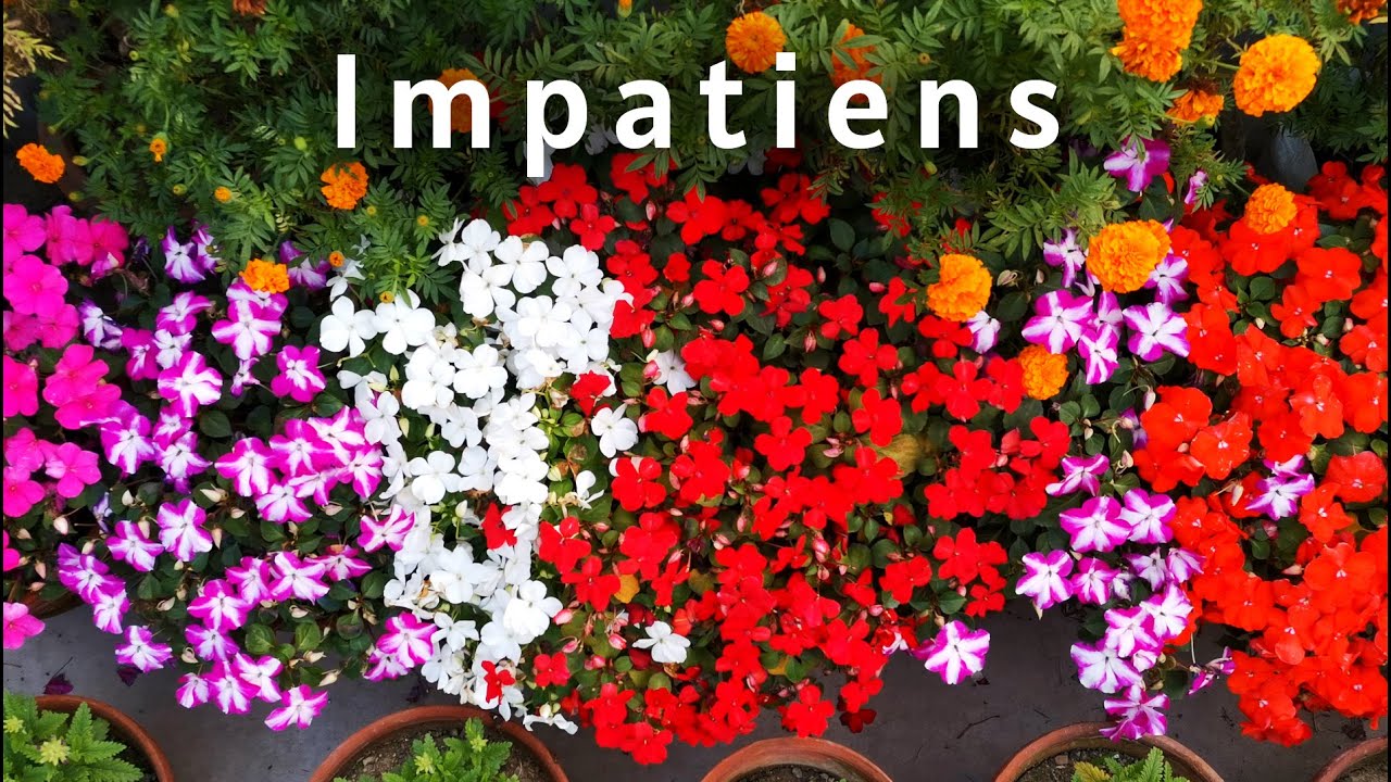 Impatiens