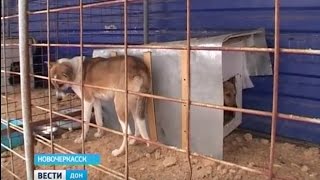 В Новочеркасске очередная фирма наживается на четвероногих, уничтожая их в крематории В Новочеркасске очередная фирма наживается на четвероногих, уничтожая их в крематории
