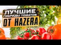 Обзор лучших гибридов томатов от компании Hazera.