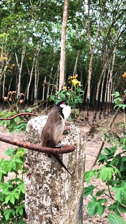chào mào hót đấu chài mào sổng ra ngoài hót bọng giọng xoắn hay tút mù #birds #funny