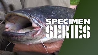 How To Catch Catfish - Rigs, Tips & Tactics