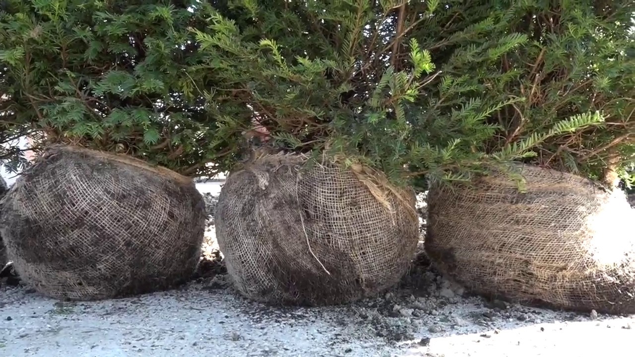 PLANTERA TUJA SJÄLV - Barrträd se (Svensk text) (EN)