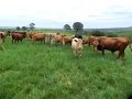 Campo a venda com 42 hectares em Santa Maria