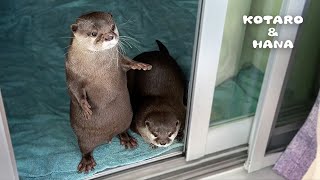 一週間ぶりの帰宅を大喜びで出迎えてくれるカワウソ　Otters Jump with Joy Welcoming Dad Home from Trip